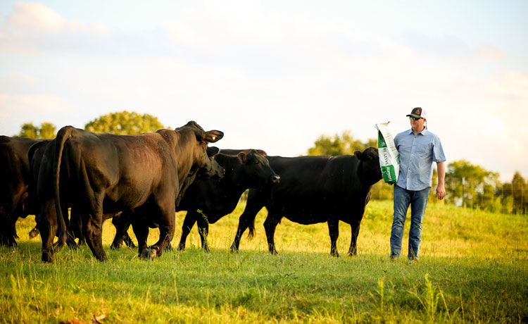 A herd of black cattle look to a cattleman holding a feed sack at feeding time.